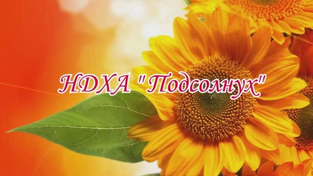 Подсолнух на Птичьем полете с танцем Подсолнух НДХА Подсолнух Нам 25