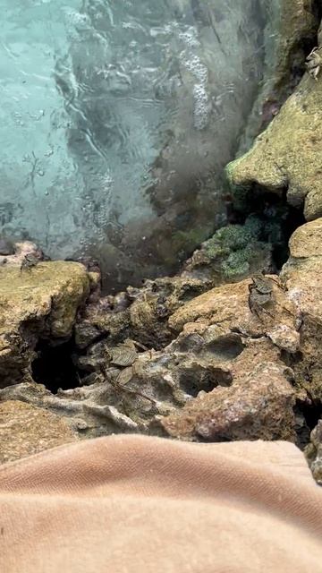 Нападение крабов на человека