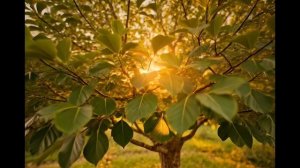 Притча о любви к Родине