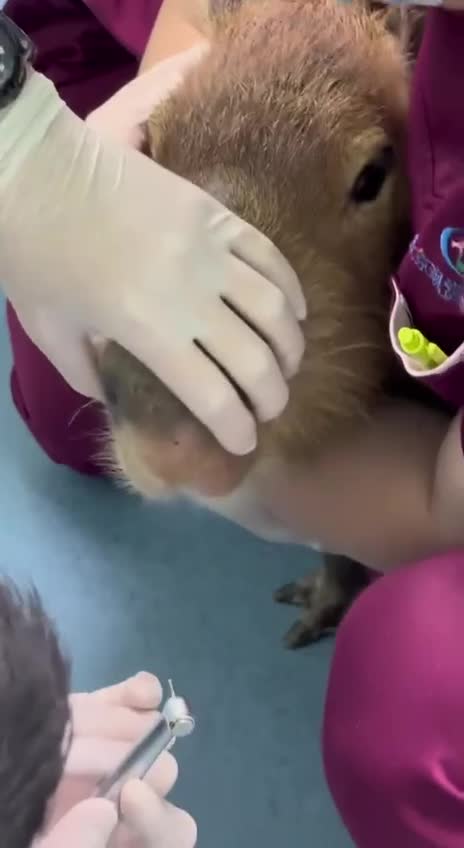 #Милые #видео #животные