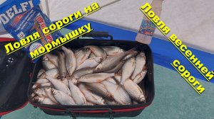 Ловля сороги на мормышку. Ловля весенней сороги