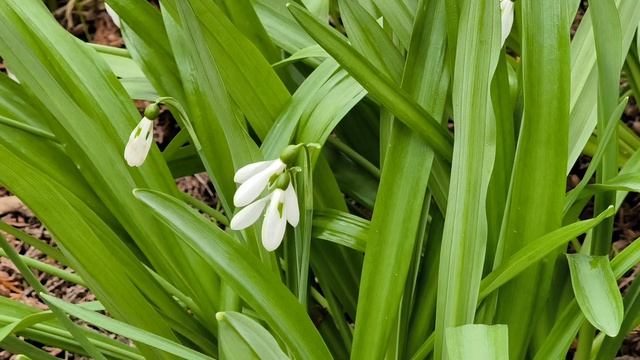 Подснежник складчатый. Красота, трогающая душу. Галантус. Цветы. Первоцветы. Апрель 2026
