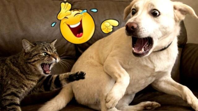 🤣Смешно до слез!🤣| Самые смешные коты и собаки!😻