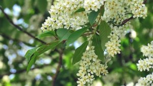 Стихи Фаина Мухамадеева   Радость будь со мною... Видео Виктор Поживин...