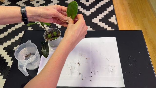 Укоренение замиокулькаса в листе алоэ