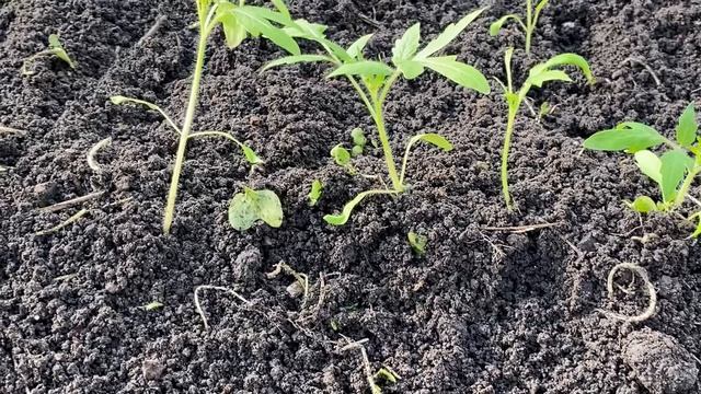 21-04-2026 Помидоры  стоят, посадила морозник.