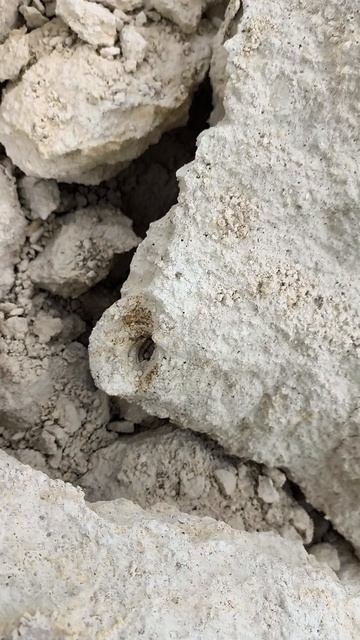 Campanile Giganteum 2026 04 19 4 странные мысли