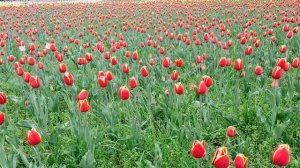 Тюльпаномагия!  Ботанический сад в Краснодаре.