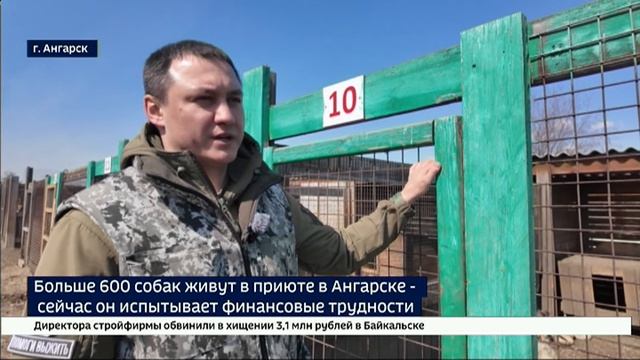 600 хвостатых, и у каждого — непростая судьба. Приюту для собак в Ангарске нужна помощь