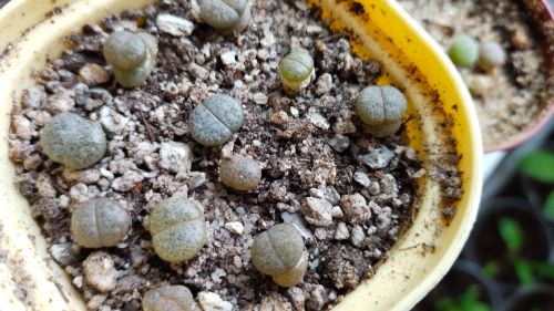 21/04/26г. Литопсам 7-8 месяцев