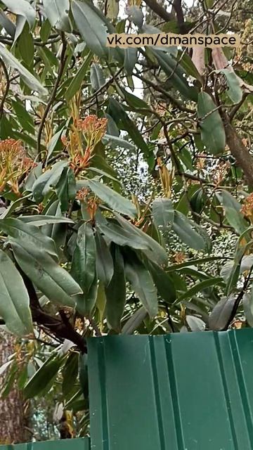 Уезжаю из Крыма, а он цвести собрался