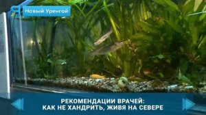 Лимонарий Новый Уренгой