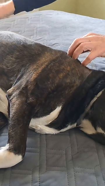 🐕🦺кайфует# релакс# амстаффы#