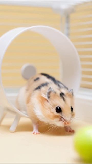 Милый хомячок на тренажере #хомячки #домашниеживотные #милота