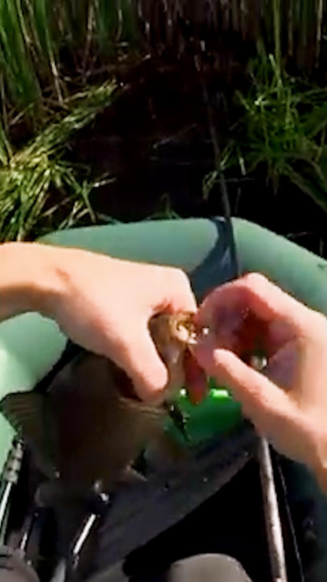 Попался карась в камышах