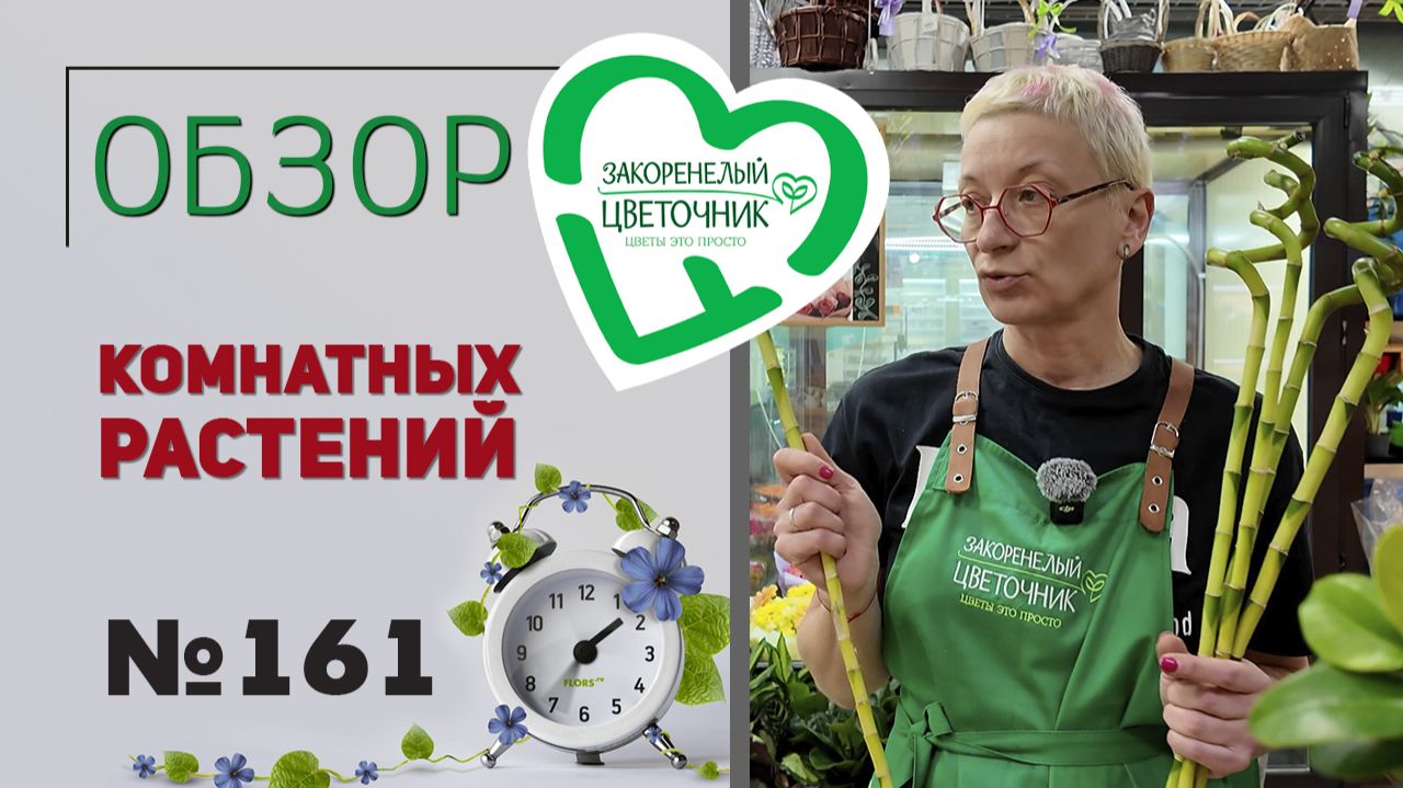 Распаковка поставки растений. Фикусы, хойи, бугенвиллии, фиалки, пальмы, филодендроны и бамбук. №161