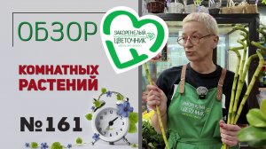 Распаковка поставки растений. Фикусы, хойи, бугенвиллии, фиалки, пальмы, филодендроны и бамбук. №161