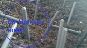 Mr Humster muzic / bell bit 15