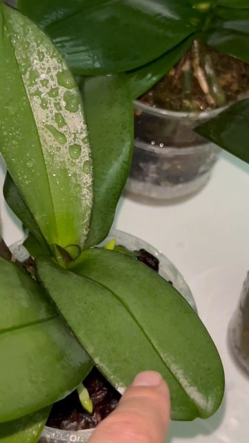 Что я делаю, если мне лень поливать орхидеи! А вы так делаете?