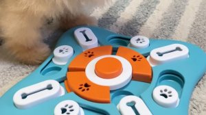 Интерактивная игрушка-головоломка для собак FOXMM