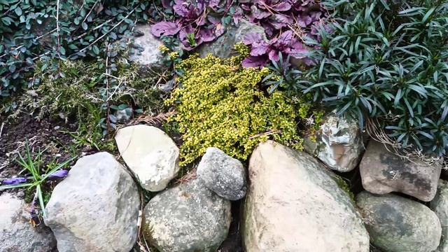 Прогулка по весеннему саду подруги 20 апреля 2026 г.