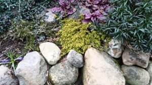 Прогулка по весеннему саду подруги 20 апреля 2026 г.