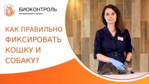 Как правильно фиксировать собаку и кошку? Фиксация собак и кошек. Биоконтроль. 18+