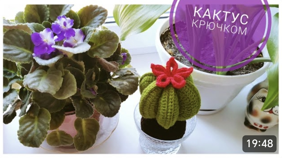 Цветущий КАКТУС крючком