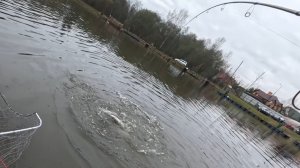 Ловля форели на спиннинг. Открытие сезона 2026