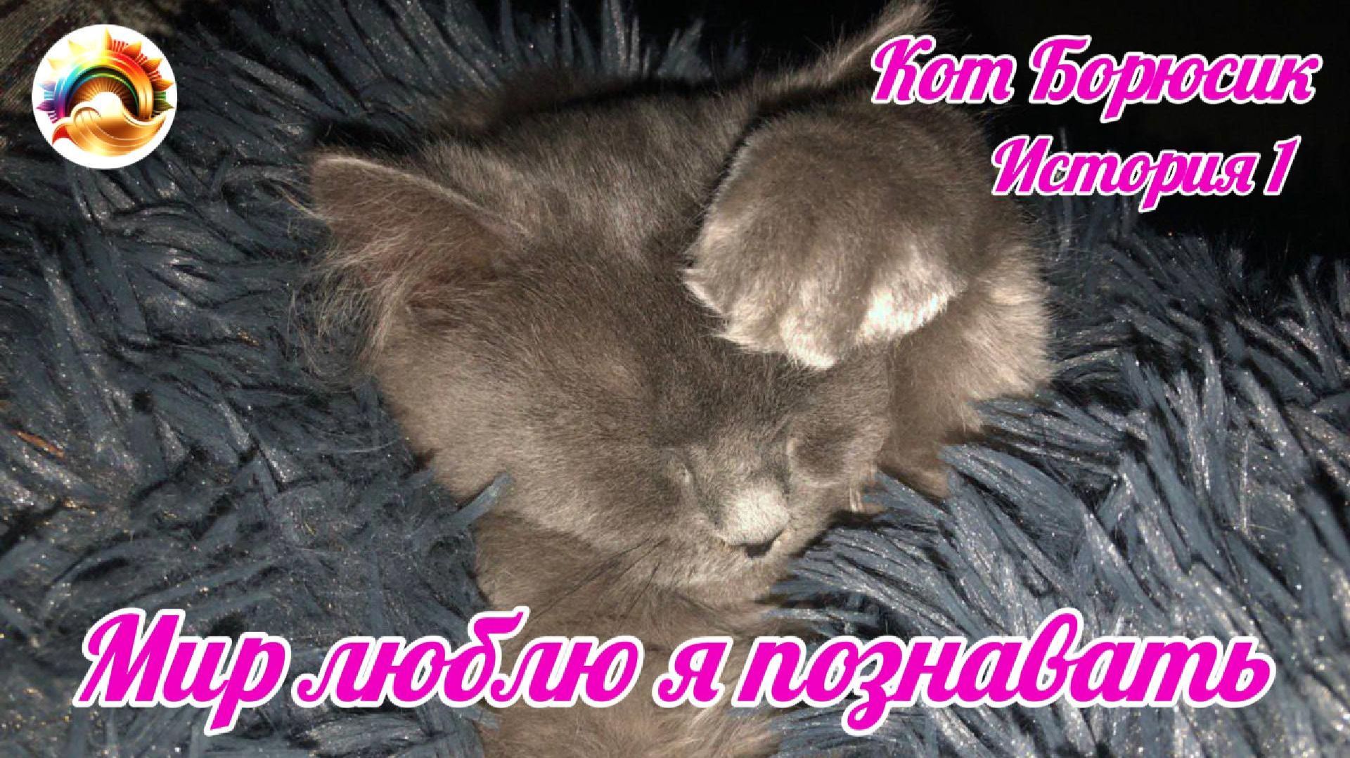 Кот Борюсик История 1. Мир люблю я познавать