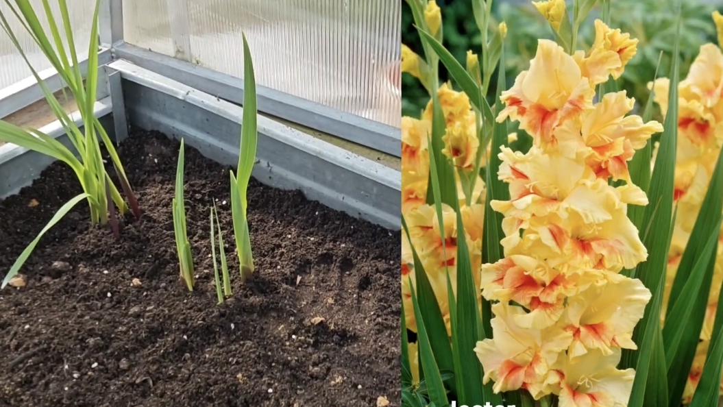 23-04-2026.Дача.Сажаю Гладиолусы.Готовлюсь делать новую клумбу.(18.04.-19.04)