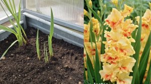 23-04-2026.Дача.Сажаю Гладиолусы.Готовлюсь делать новую клумбу.(18.04.-19.04)