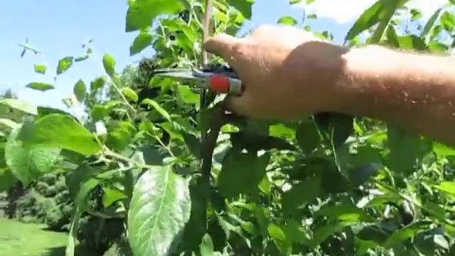 ЛЕТНЯЯ ОБРЕЗКА СЛИВЫ. Простые принципы. #ВиталийОрех #Виталий7соток