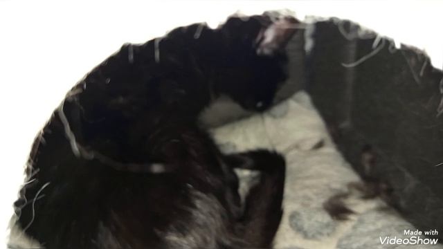 Мариуполь 🌆 🐈🐈🐈🐈💻🕦