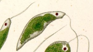 очень много эвглен и других существ🦠