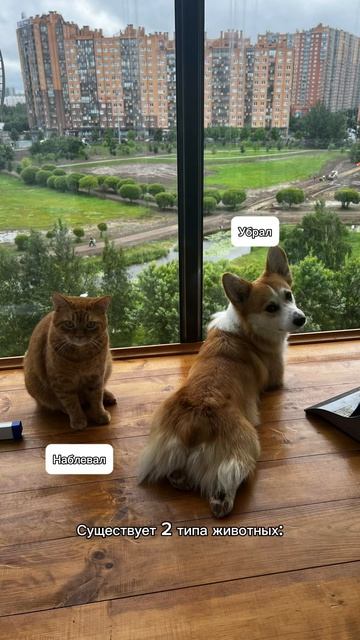 Это прям база  Корж и за собой не прочь доесть #корги #corgi #pets #коргисобака #shorts
