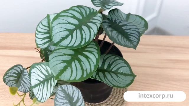 Искусственное растение СЦИНДАПСУС, 18 см, 804012-3