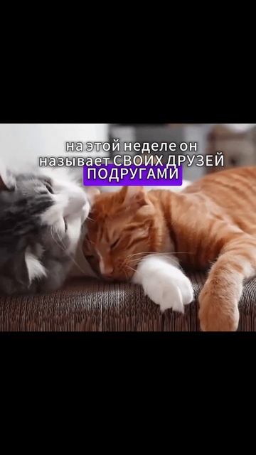 HOT NEWS SQUAD КАПЕЛЛА ❄️  ❄️ #perfectworld #perfect_world #пв #pw