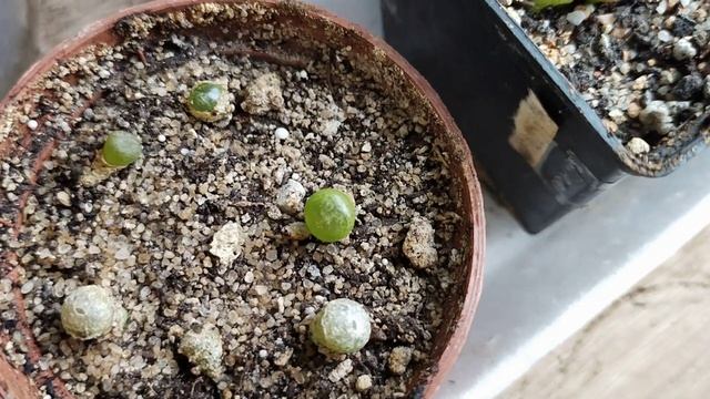 21/04/26г. Литопсам 7-8 месяцев