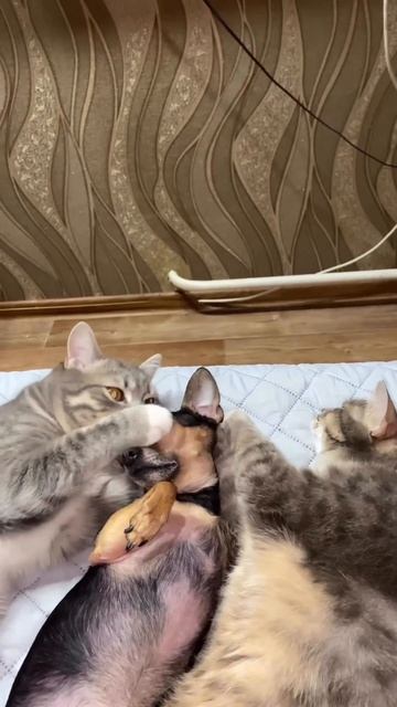 Смешная озвучка