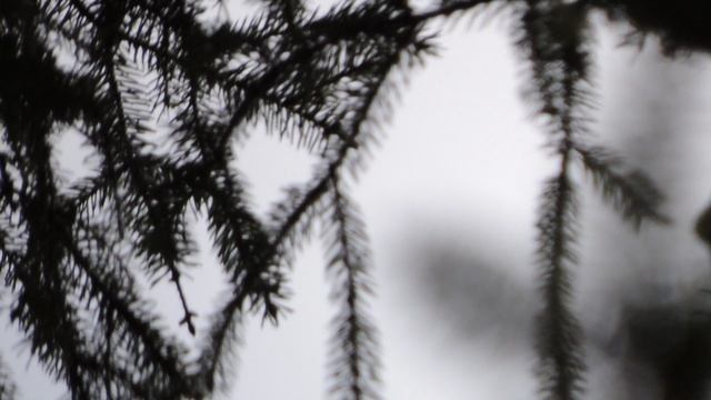 DSCN1760Глухариные зори.