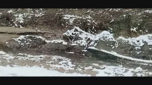 Съездили на кладбище. Показываю название роз по просьбе подписчиков.