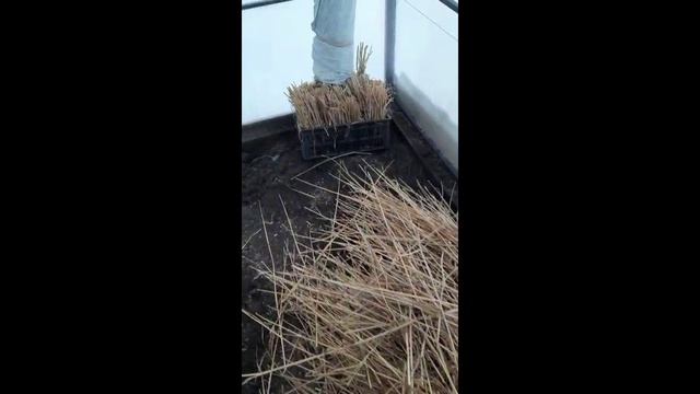 Земледелие