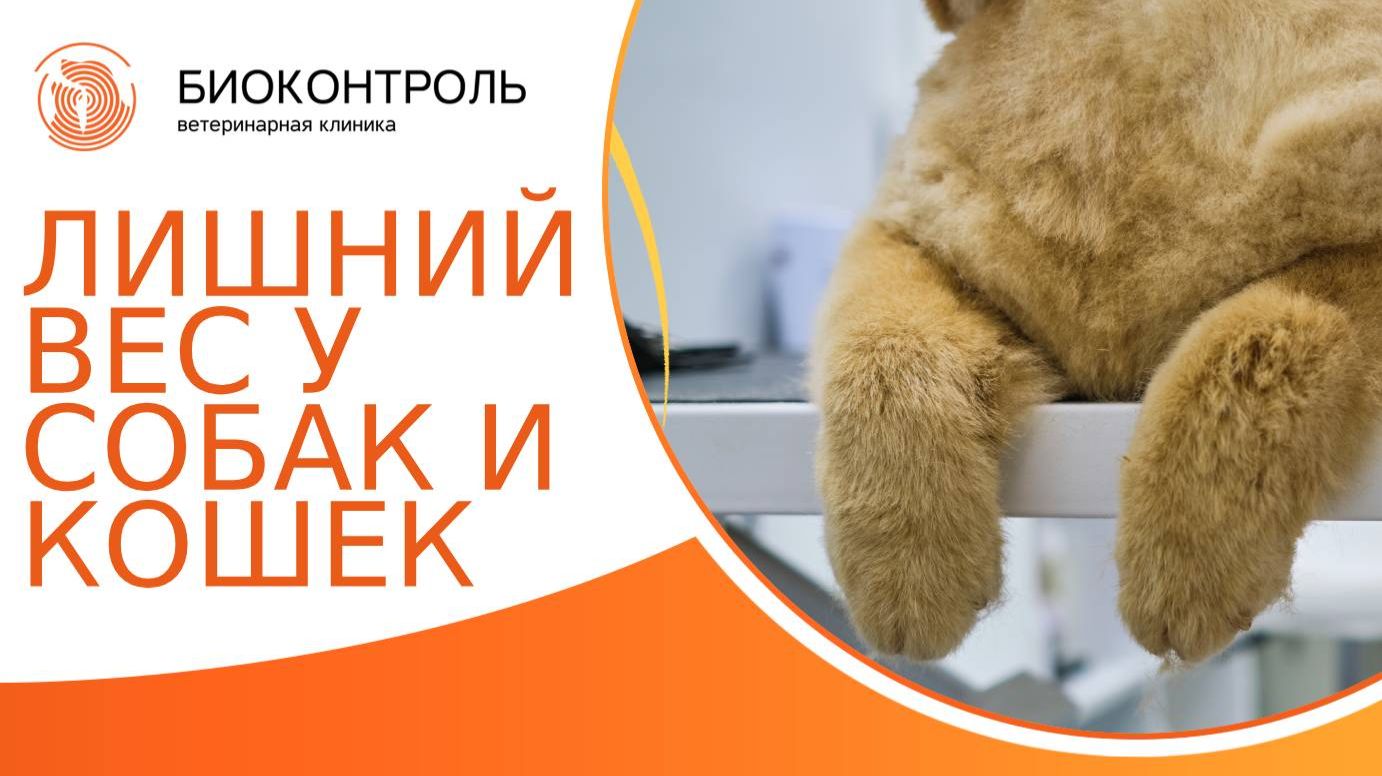 Лишний вес у собак и кошек