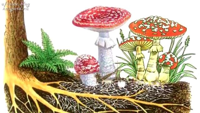 ФРОЛОВ Ю А. Онкология