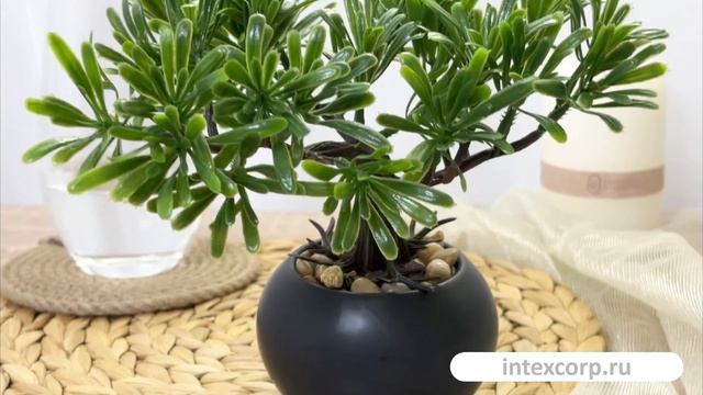 Искусственное растение БОНСАЙ ЭВКАЛИПТ в черном кашпо, пластик, керамика, 20х18 см, 1021717-2