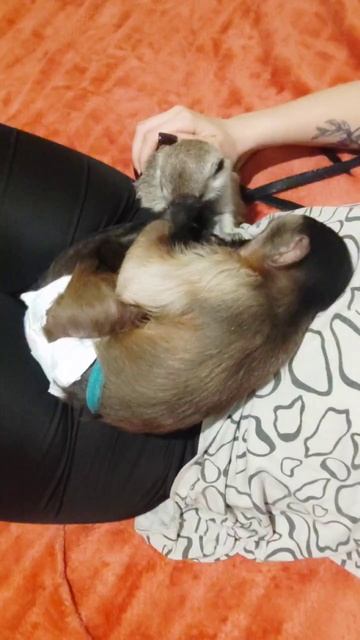 #капуцин #сурикат #капуцинджеки