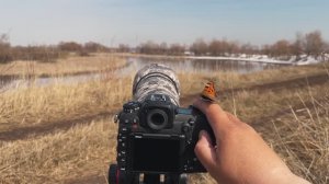 Как поет скворец, камышовая овсянка и седой дятел. Прогулка по берегу реки Зай, апрель 2022.