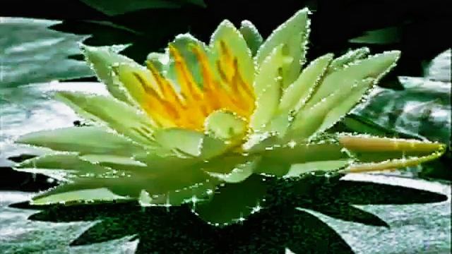 Лилии на воде. Красивая музыка.