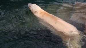 Белый медведь Кай радуется полному бассейну чистой воды..